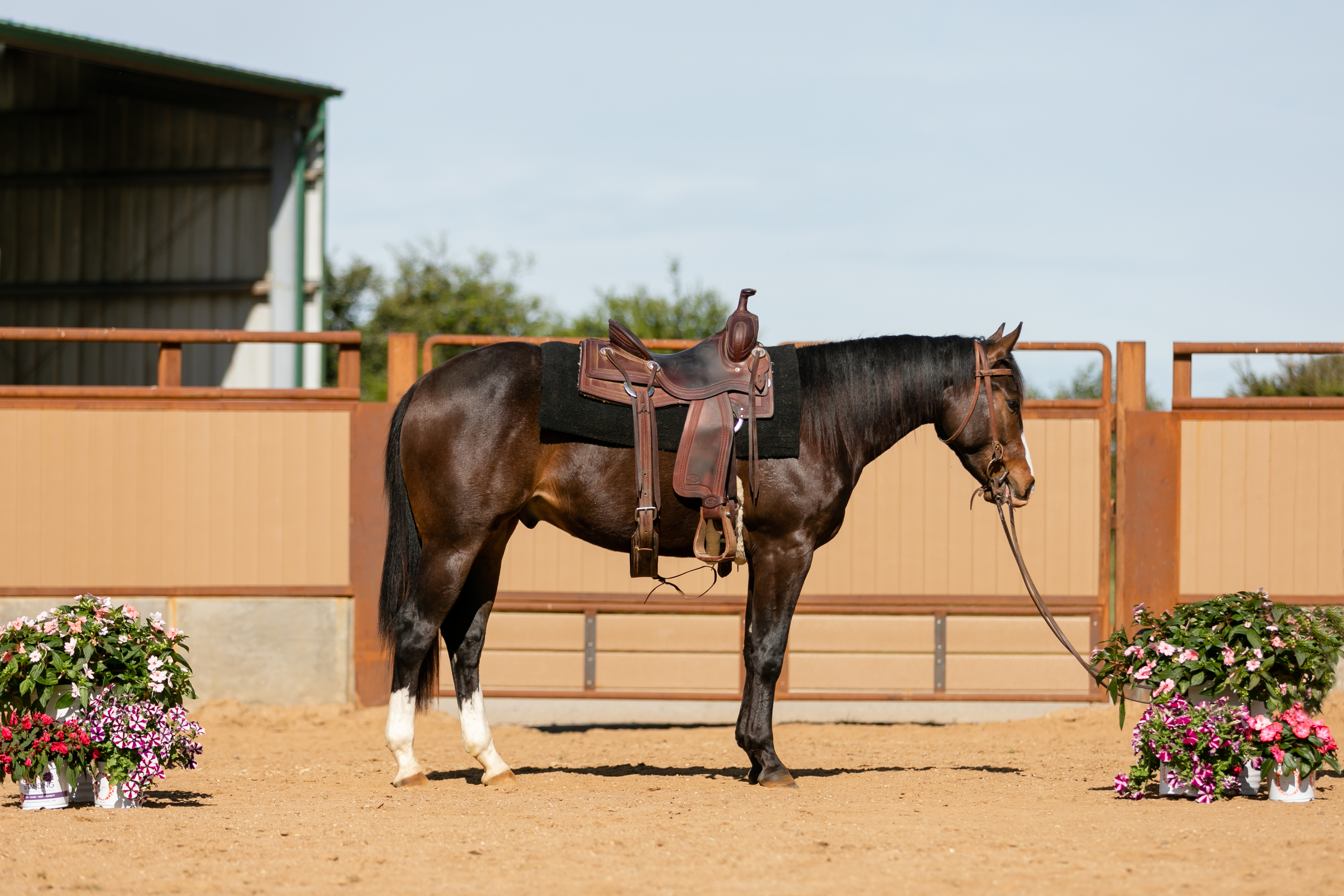 Lasso Wild Card - Performance Horse Sales - Cal Poly, San Luis Obispo